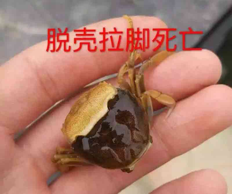 蟹蜕壳不遂