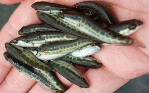 黑鱼鱼种网箱培育六要点，水产养殖阶段精细化分工