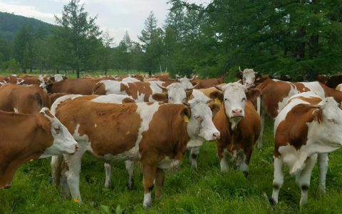 肉牛快速育肥三种模式，驱虫+中药，肉牛增重快