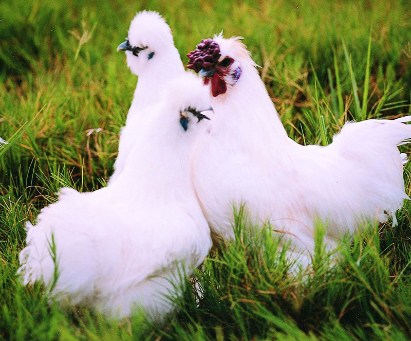 泰和乌鸡怎么养？怎么才能提高泰和乌鸡的产蛋率？