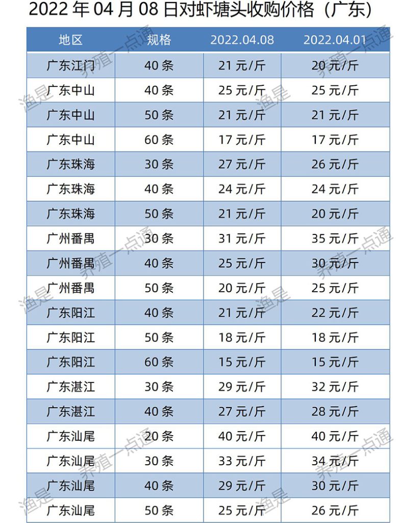 【渔是胆芪宝】2022.04.01，南美白对虾塘头收购价格（广东）