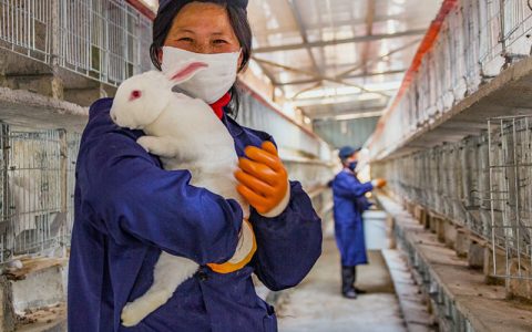 养兔25忌，兔笼、兔舍、引种、兔病、饲料等，起步要科学