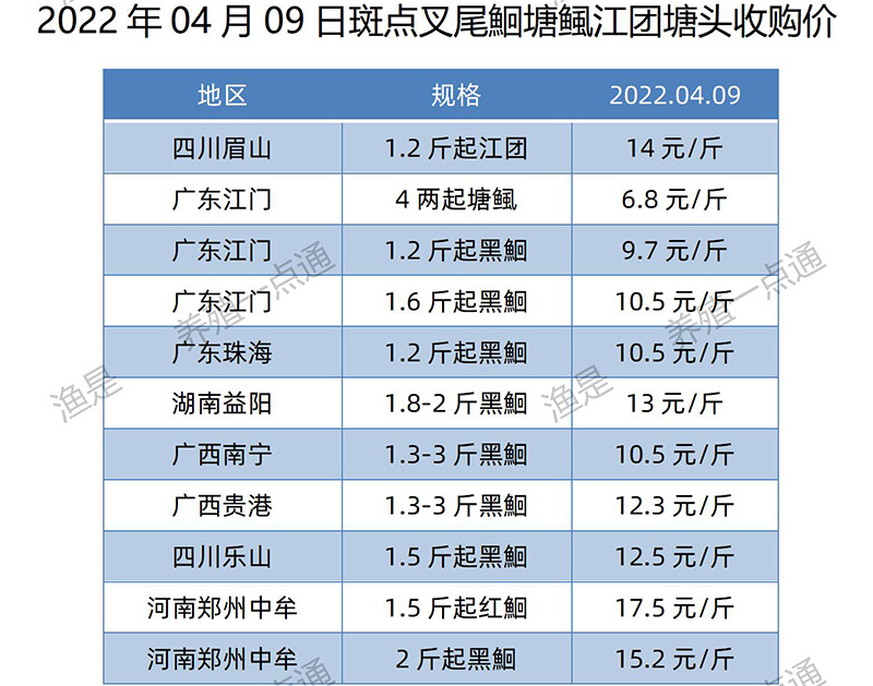 2022.04.09，斑点叉尾鮰塘头收购价。