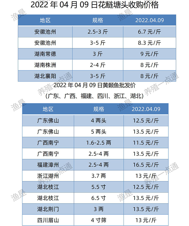 2022.04.09，花鲢、黄颡鱼塘头收购价。