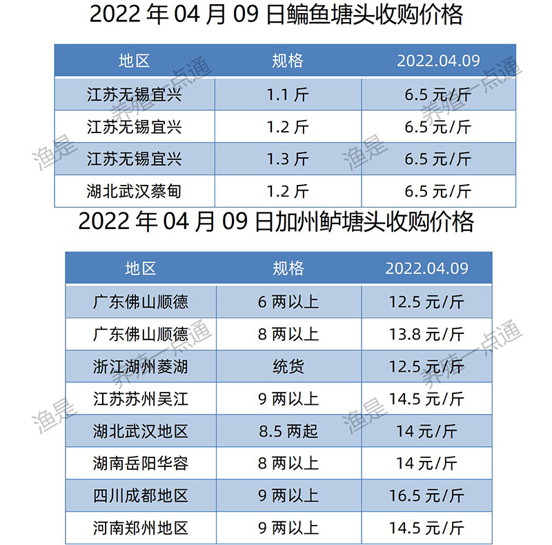 2022.04.09，鳊鱼、加州鲈塘头收购价。