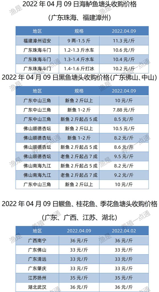 2022.04.09，黑鱼、海鲈鱼、鳜鱼塘头收购价。