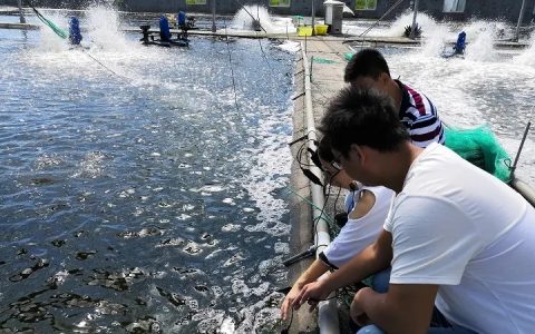 虾塘高温怎么办？盛夏养虾四要点