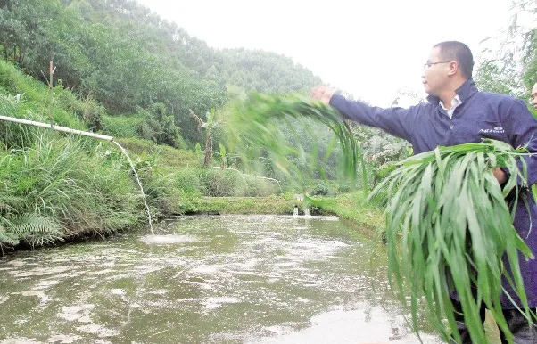 草鱼饲草五注意，选好草种、控量控水质