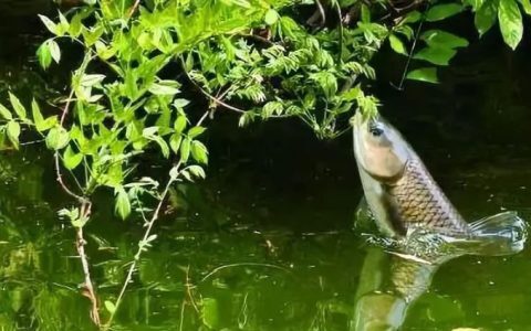 【草鱼秋养】草鱼养殖秋季管理和病害防治，饲料科学投喂是关键