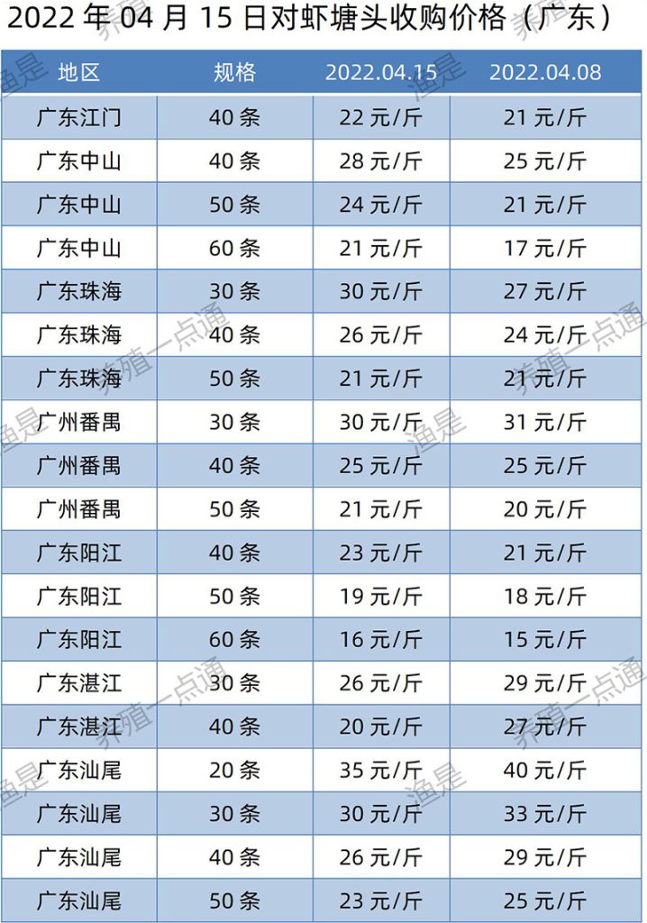 2022.04.15，南美白对虾塘头收购价格（广东）