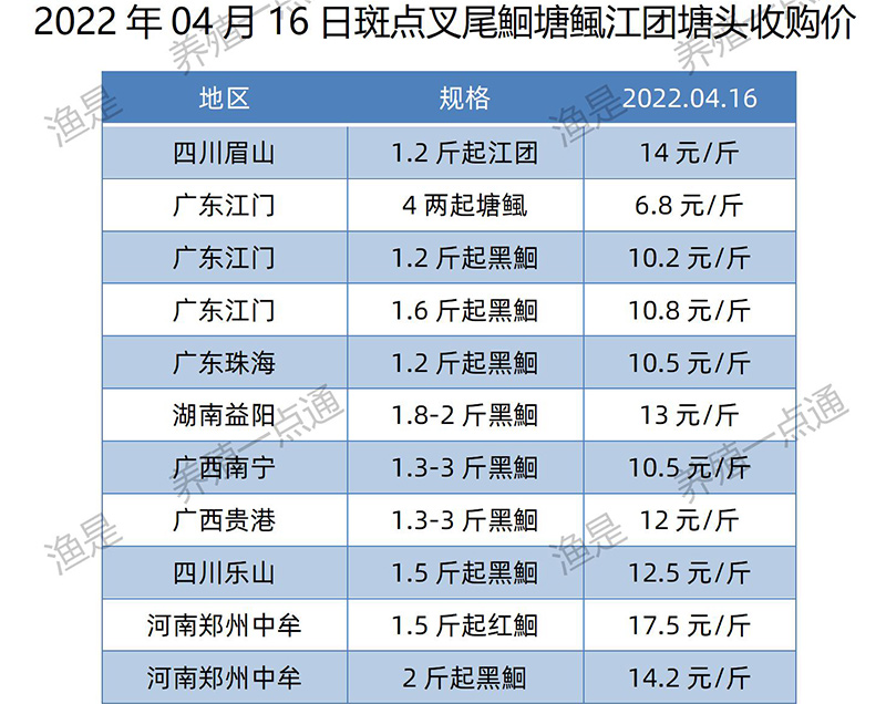 2022.04.09，斑点叉尾鮰塘头收购价。