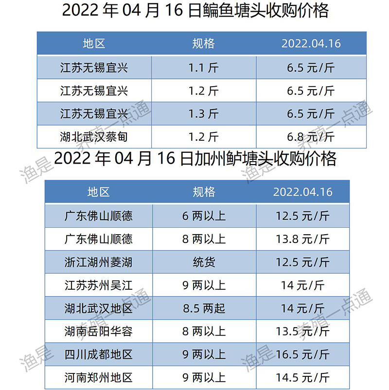 2022.04.09，鳊鱼、加州鲈塘头收购价。