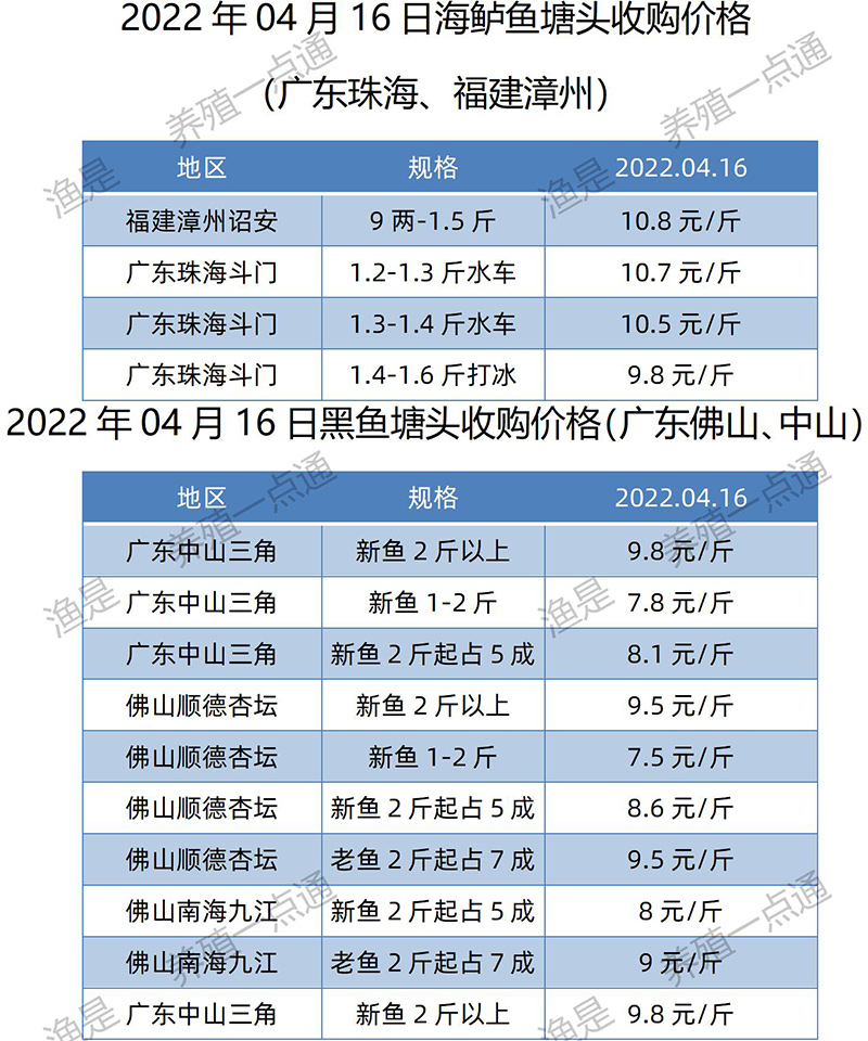 2022.04.09，海鲈、黑鱼塘头收购价。