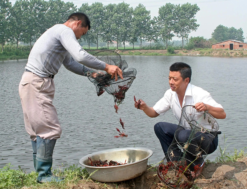 小龙虾养殖夏季管理五要点，调水是关键，巡塘要加强