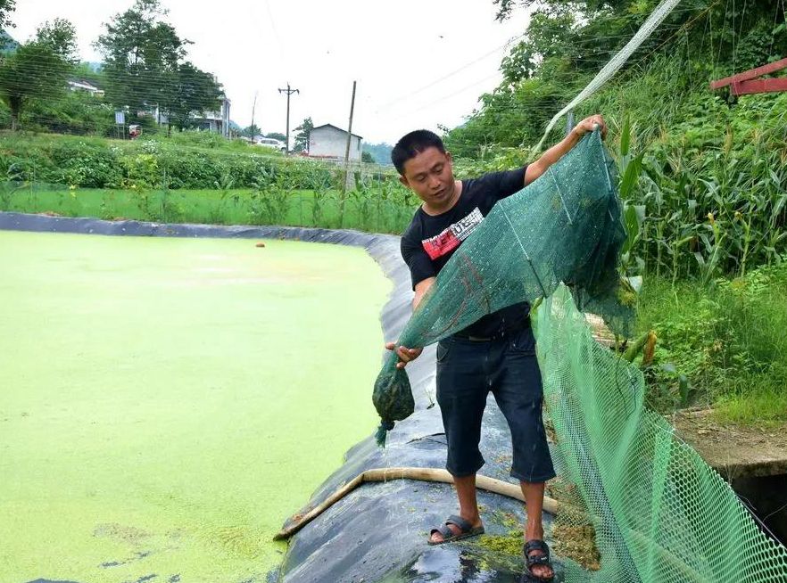 夏季泥鳅养殖水质管理十要点，调水、巡塘+科学投料