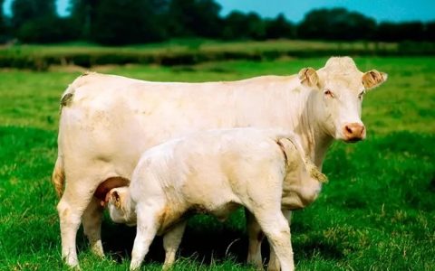 促进牛羊奶产量的五大高产饲料