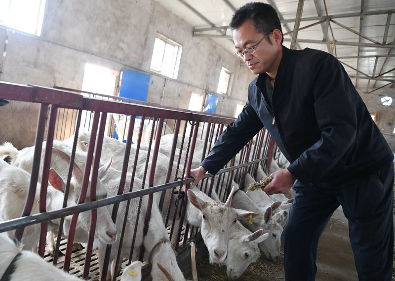 促进牛羊奶产量的五大高产饲料