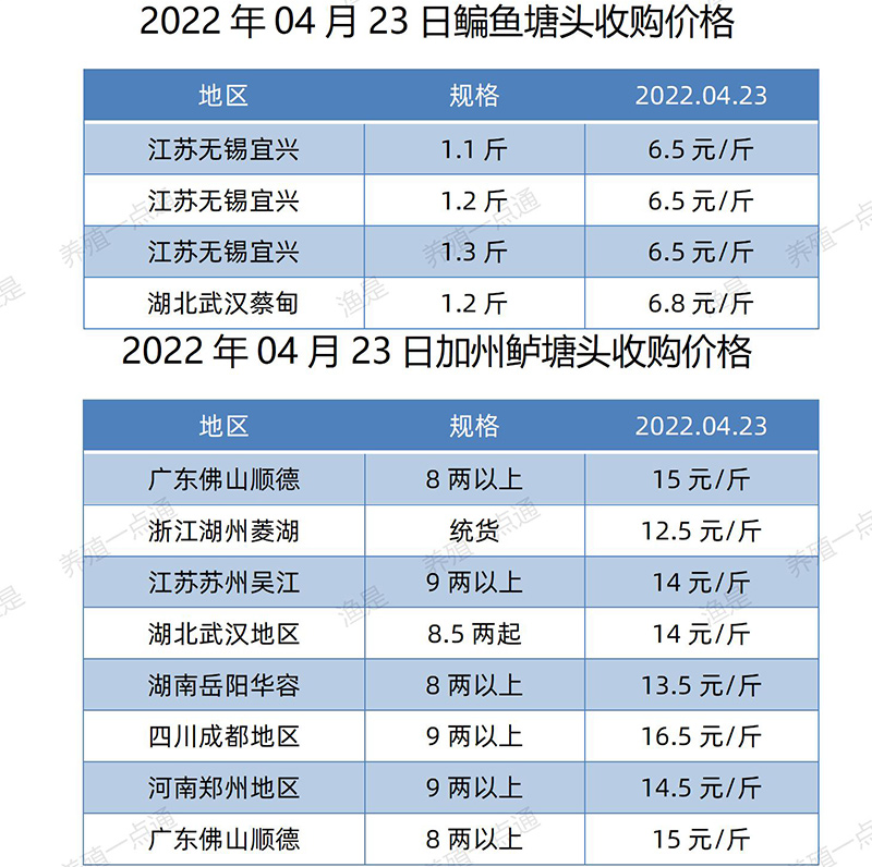 2022.04.23，鳊鱼、加州鲈塘头收购价