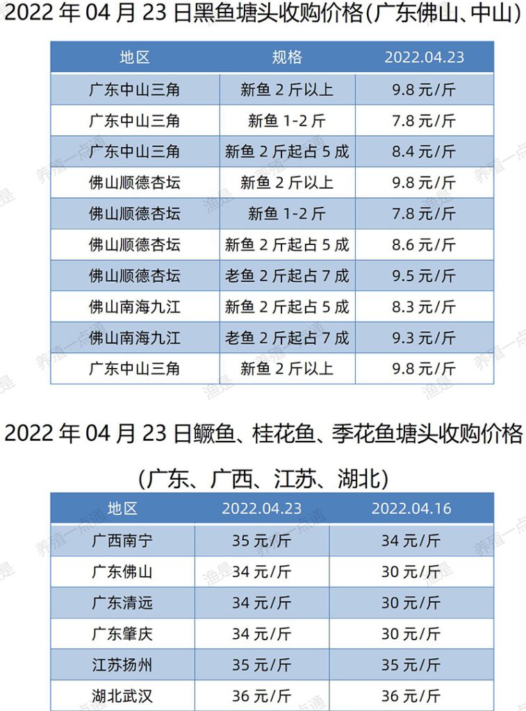 2022.04.23，黑鱼、鳜鱼塘头收购价。