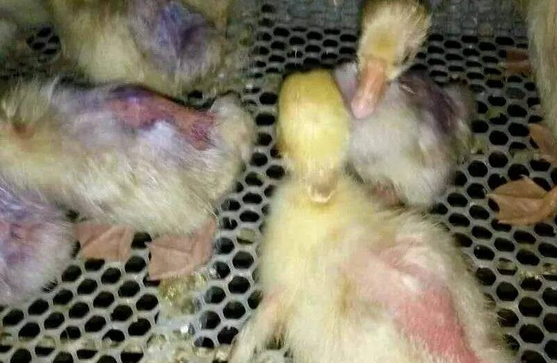 鹅啄羽癖