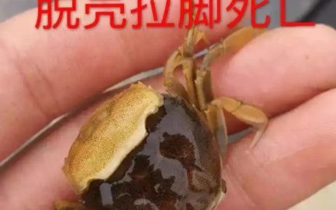 螃蟹、小龙虾4、5月病害防控要点，水质调控是关键