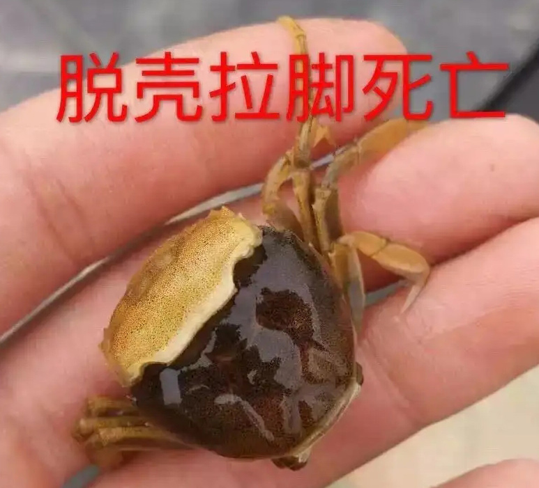 螃蟹、小龙虾4、5月病害防控要点，水质调控是关键