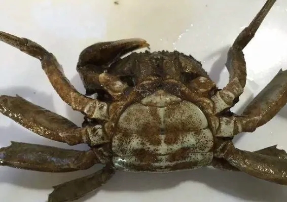 河蟹纤毛虫病