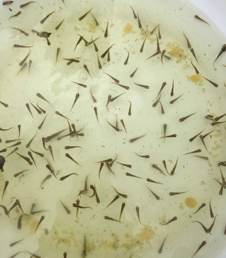 草鱼夏花