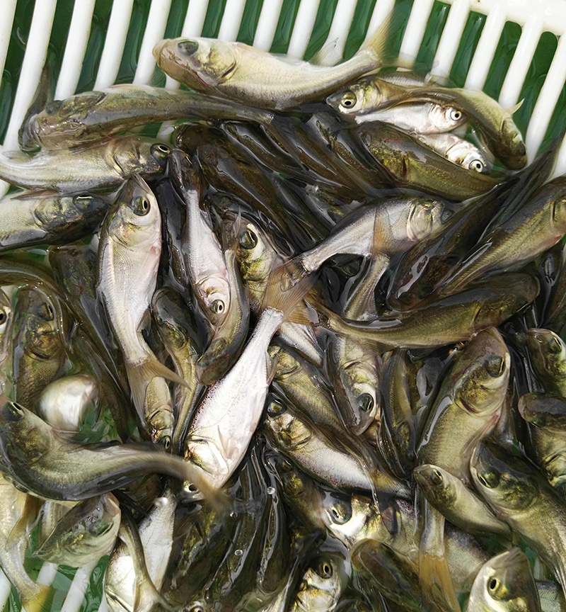 四大家鱼鱼种识别方法,看图识鱼