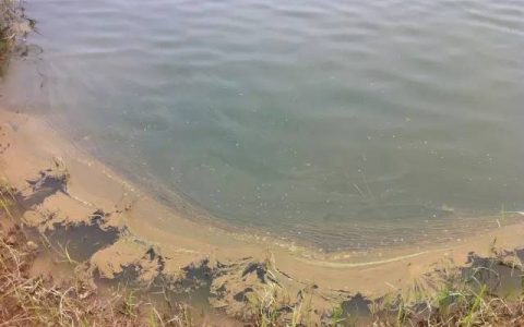 鱼虾蟹电竞竞博倒藻原因分析、危害，生态处理方案