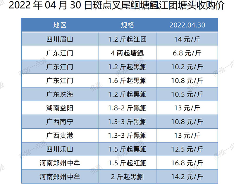 2022.04.30，斑点叉尾鮰塘头收购价