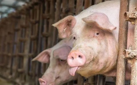 夏季养猪抗应激五式，饲料配方适时调整