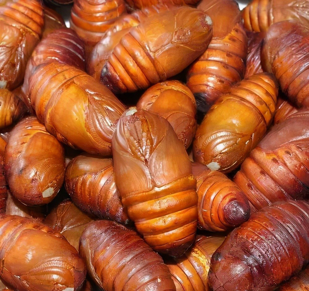 蚕蛹