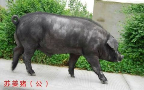 苏姜猪夏季管理和夜间补饲，中国猪种，生长快、繁殖强、瘦肉多、肉质好