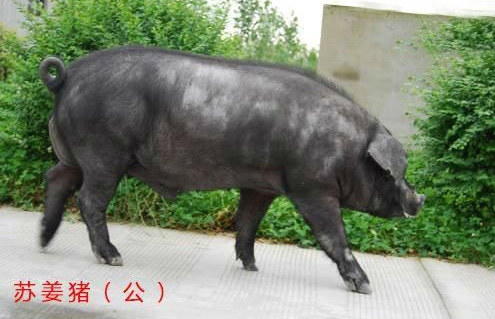 苏姜猪夏季管理和夜间补饲，中国猪种，生长快、繁殖强、瘦肉多、肉质好