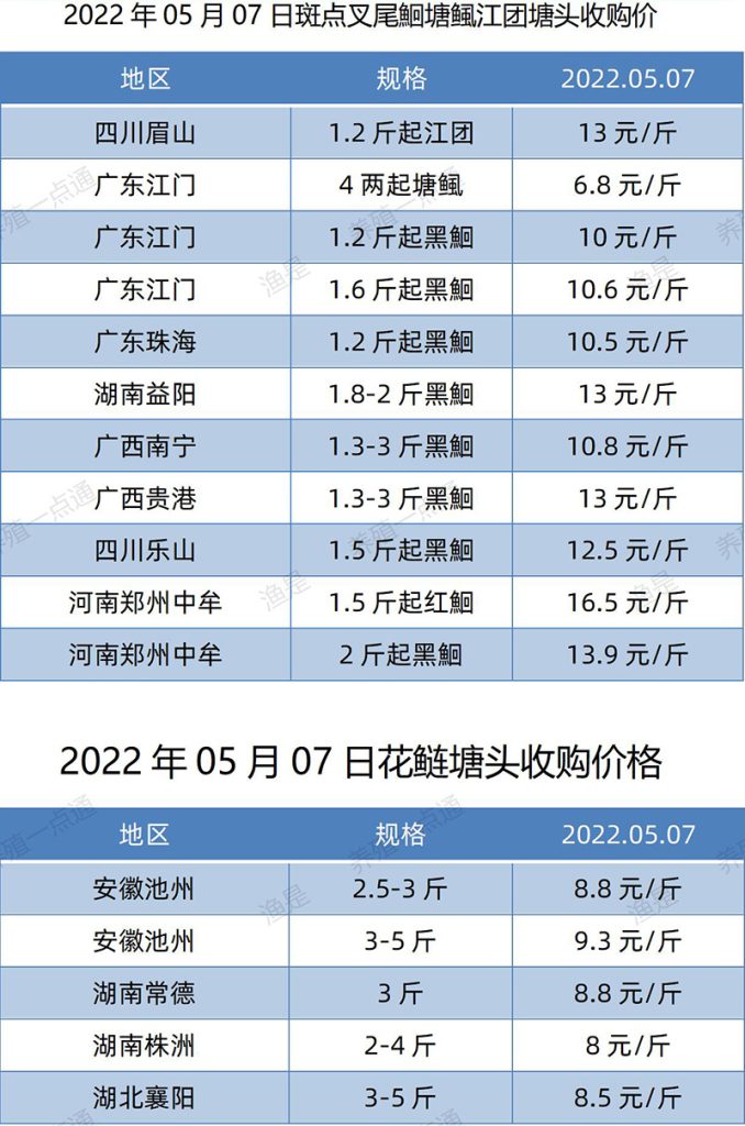 2022.05.07，斑点叉尾鮰、花鲢塘头收购价