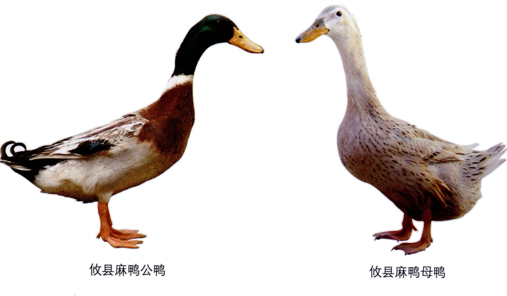 【鸭种大全】攸县麻鸭
