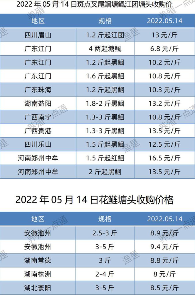 2022.05.14，斑点叉尾鮰、花鲢塘头收购价