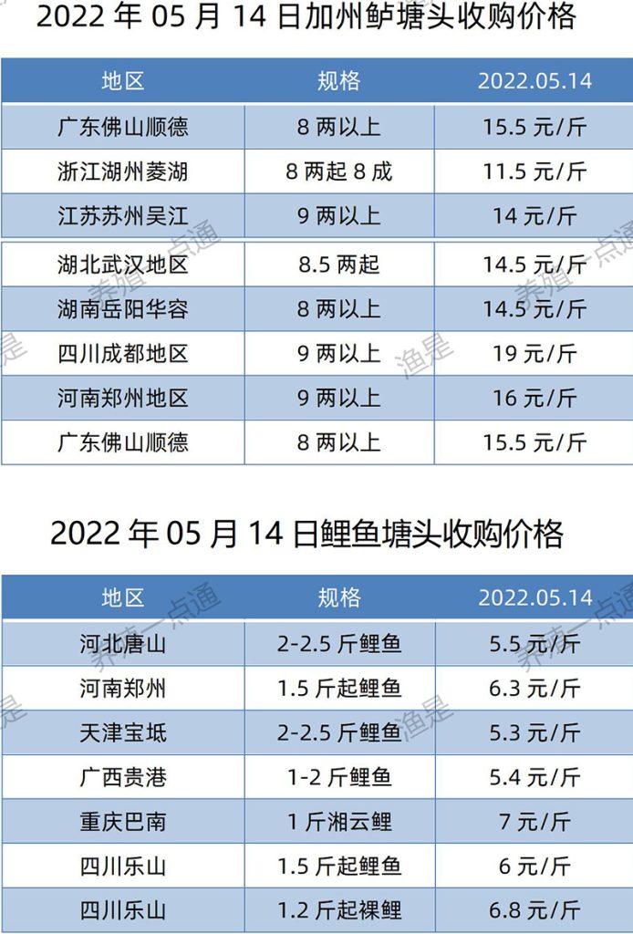 2022.05.14，加州鲈、鲤鱼塘头收购价