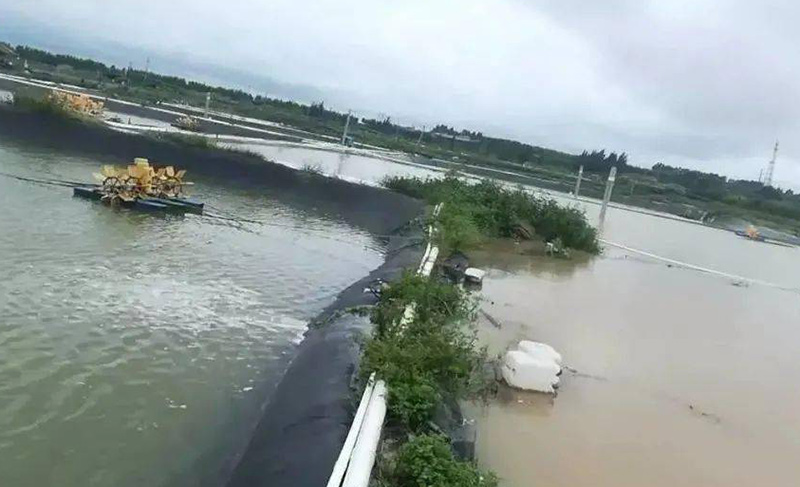 鱼虾塘雨后