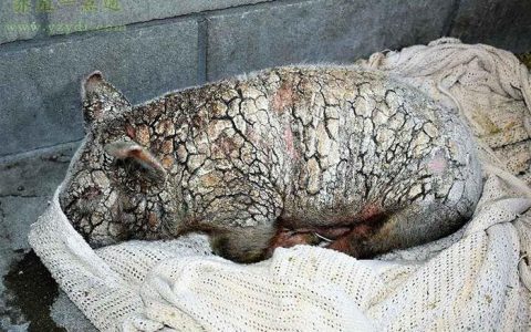 扫除寄生虫，猪场效益提升驱虫工作要做好