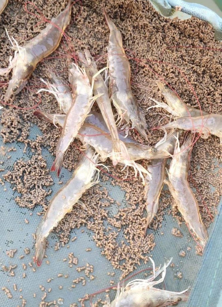 对虾投料过多