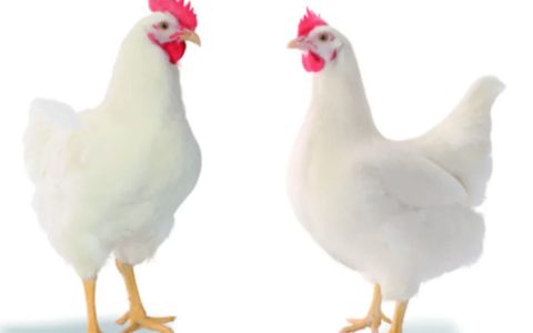 肉种鸡笼养管理八要点，待遇高于普通鸡
