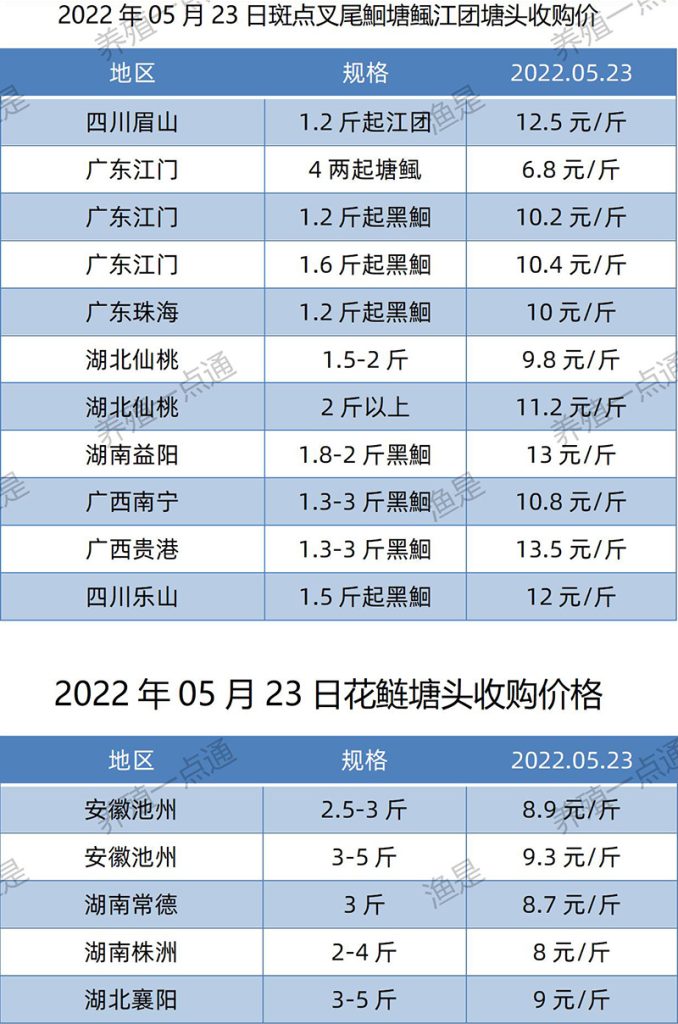 2022.05.23，斑点叉尾鮰、花鲢塘头收购价