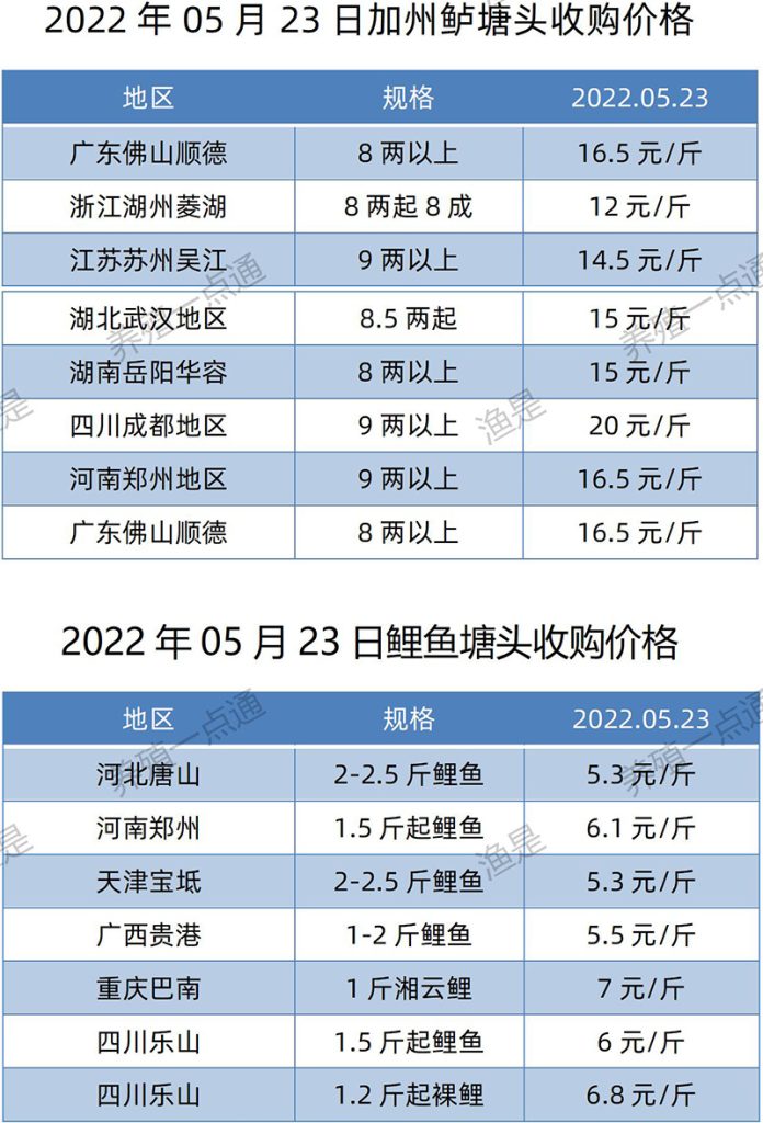 2022.05.23，加州鲈、鲤鱼塘头收购价