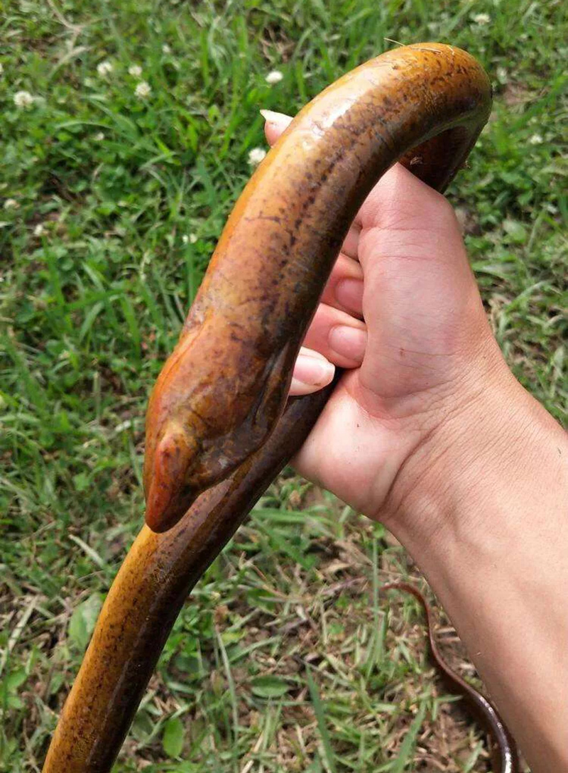 黄鳝雌雄