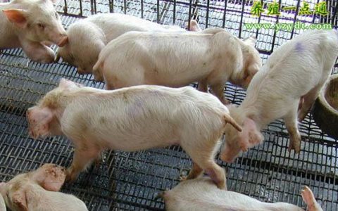 猪病治疗应注意七个问题，猪场科学管理从猪病防治入手