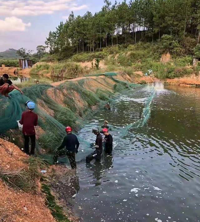 土塘养虾可适度栽植水草