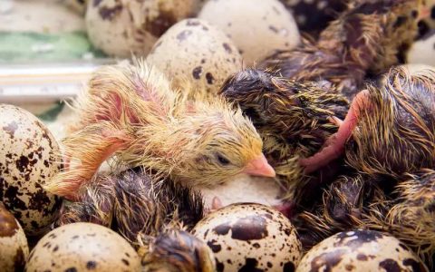 鹌鹑人工孵化五法，母鸡、母鸽代孵不代孕