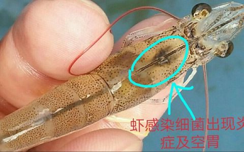 对虾肠炎病因分析和防控、治疗